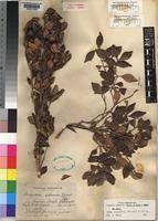 Image result for Eugenia aschersoniana