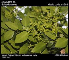 Image result for Salvadoraceae