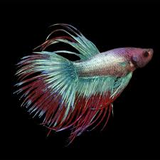 Male Crowntail Betta Petco Betta Betta Fish Betta Fish Tank