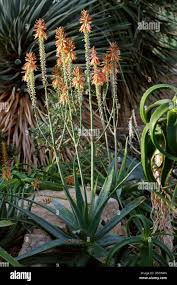 Image result for Asphodelaceae