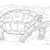 We have collected 38+ tortoise coloring page images of various designs for you to color. 1