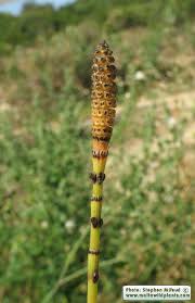 Image result for Equisetum ramosissimum