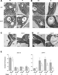 Scientists think that chloroplasts became part of some eukaryotic cells through the process. Cytological Evidence Of Bsd2 Functioning In Both Chloroplast Division And Dimorphic Chloroplast Formation In Maize Leaves Bmc Plant Biology Full Text
