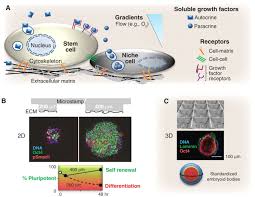 We did not find results for: Growth Factors Matrices And Forces Combine And Control Stem Cells Science