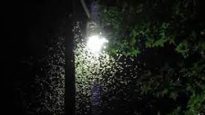 In the last few years bedbug infestations in calcasieu parish and lake charles have increased dramatically. Formosan Termite Swarms In Southwest Louisiana And How To Get Rid Of Them Calcasieu Information