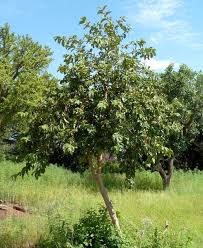 Image result for Vangueria sp.