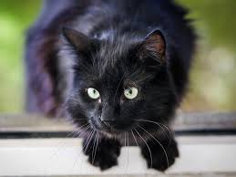York Chocolate Though At Times They Can Be Shy Especially To New People Don T Let That Fool You This Beautiful B Calming Cat Cat Having Kittens Cat Breeds