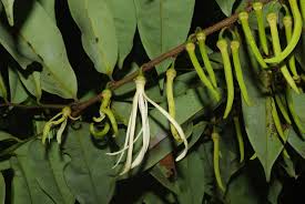 Image result for Xylopia aethiopica