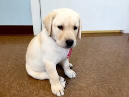 Michigan elite labradors are wonderful. 7 1 2 Week Old White English Labrador Female Carli Sold Youtube