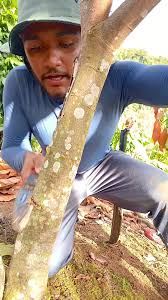 Qual Melhor Fase De Lua Pra Enxerta Cacau