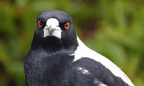 Then you need to fit a scaling matrix to normalize input data, it is specific to the trained word2vec representation. When Magpies Attack The Swooping Dive Bombing Menace And How To Avoid Them Birds The Guardian