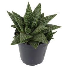 It either had rot or is still actively rotting from the inside out. 160 Cacti Succulents Ideas Cacti And Succulents Succulents Cactus