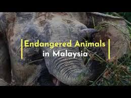 These monkeys have long tails and like to they are one of the most widespread primate species in malaysia due to their tolerance of the tropical climate. Endangered Animals In Malaysia Youtube