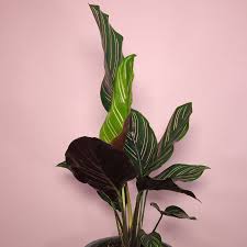 While these plants are not complicated for most to keep indoors, they do require humidity, regular watering, and must be kept from direct sunlight. Korbmarante Calathea Ornata