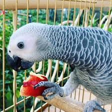 Salih Parrot African Grey Salih Salih Africangrey Nature Perfection Redtail Grey Parrots Parrot Animals Parrot Bird