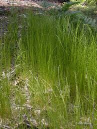 Image result for Deschampsia