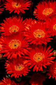 This beautiful succulent is best. Hd Wallpaper Pigface Flowers Bloom Succulent Orange Garden Bright Wallpaper Flare