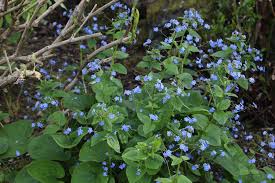The plant prefers moist, organically rich soil and medium to full shade. Brunnera Macrophylla Ballyrobert Gardens
