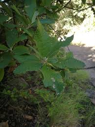 Image result for Syngonanthus wahlbergii