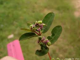 Image result for Euphorbia indica