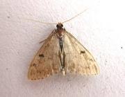 Image result for Anania perlucidalis