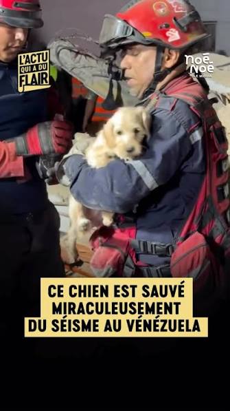 Le 25 juin dernier, deux séismes successifs ont frappé le Venezuela. Cette  catastrophe, qui a causé de nombreuses victimes parmi les humains, touche  aussi les animaux 🐾, Alors que les opérations de ...