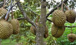 The arils are average size with thick flesh. Anak Pokok Durian Duri Hitam Black Torn Hybrid Shopee Malaysia