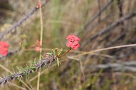 Image result for Triainolepis africana