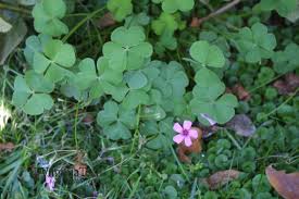 Image result for Oxalis debilis