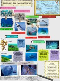 Caribbean Sea Marine Biome Animal Biome Caribbean Ecosystems En Marine Ocean Plants Science Sea Glogster Edu Interactive Multimedia Posters