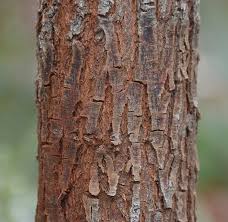 Maybe you would like to learn more about one of these? Ufei Selectree A Tree Selection Guide