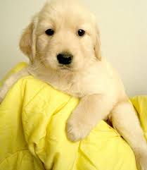 Adorable golden retriever puppies available for adoption. Registered Golden Retriever Puppies For Dogs And Pets Adoption Facebook