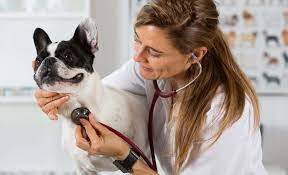 Clavamox For Dogs Side Effects Dosage More How It Works Side Effects Dosage Info