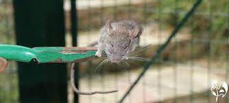 A Common Brown Rat I Found Feasting In My Feed Bin Rats Urban Chicken Farming Chickens Backyard