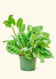 Image result for Maranta