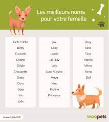 Vous avez envie de le nommer, mais vous n'arrivez pas à lui trouver de prénom ? Les Meilleurs Noms Pour Un Chien Femelle Faites Votre Choix