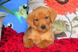 Red labs, like other labradors, are extremely intelligent, and one of the easiest breeds to train. Fox Red Puppies For Sale Off 68 Www Usushimd Com