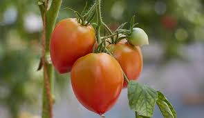 La portulaca è una pianta originaria dell'asia, oggi diffusa in tutto il mondo come infestante negli orti e nei giardini. Ortaggi Pomodori Peperoni Biodiversita Semi Piantine Prospecierara