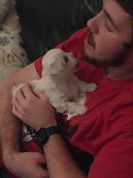 Chihuahua puppies for sale in Ipswich