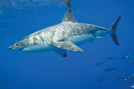 White Shark Size Diet Habitat Facts Britannica