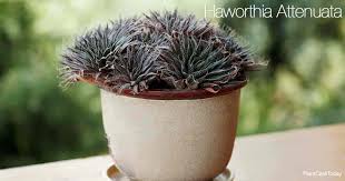 Pearl plant, zebra cactus, star window plant, cushion. Haworthia Attenuata Care Tips Growing The Zebra Cactus