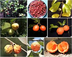 Image result for Salacia madagascariensis