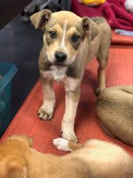 Maltese mix puppies for sale! These Precious Border Collie Husky Mix Puppies Are Ready To Find Their Forever Families They Were Rescued From Clovis Nm Where They Lived In Foster Care For Several Weeks They Are All
