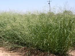 Image result for Panicum coloratum