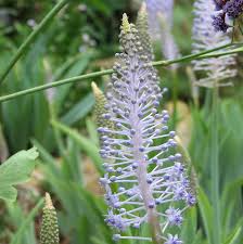 Image result for Scilla benguellensis