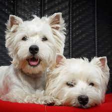 massenzuchter hundehandler vermehrer das schnelle geld kleinstein s lakritznasen nurnberg westie welpen kaufen