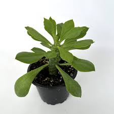 Image result for Euphorbia lividiflora