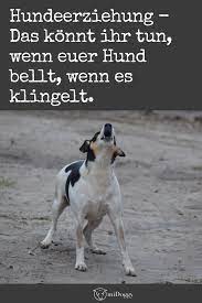 Hundeerziehung ist nicht immer einfach. Hilfe Mein Hund Bellt Wenn Es Klingelt Midoggy Community Hund Bellt Welpen Hunde