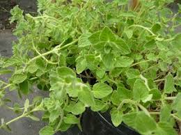 For mine, i will make it a little bit tasty. What Is Oregano Called In Arabic
