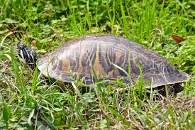 These include a dark top shell with a light colored bottom, striped head and neck, and a concentrically patterned shell. Coastal Plain Cooter Turtles Wildlifewatcher S Blog